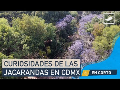 Chilango Datos Curiosos Para Amar M S Las Jacarandas