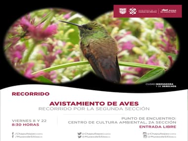 Avistamiento de aves